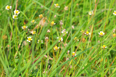 The grass-covered groundの写真素材