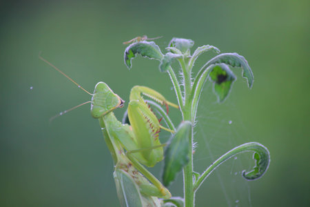 green mantis  handle on the grass.の写真素材