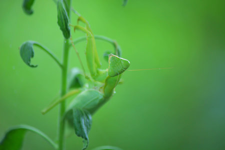 Mantis green handle on the grass.の写真素材