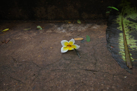 Frangipani flowers were leftの写真素材