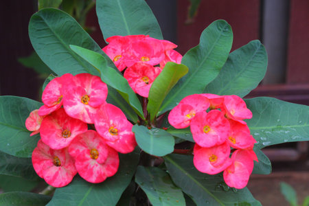 Euphorbia milli in Natureの写真素材