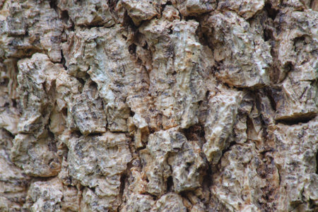Bark surfaceの写真素材