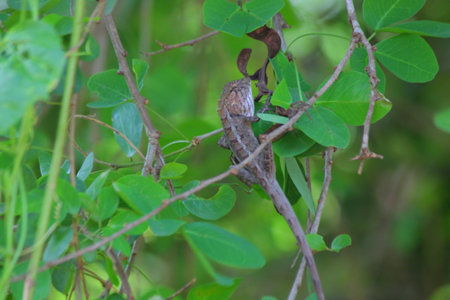 Lizards caught on branchesの写真素材
