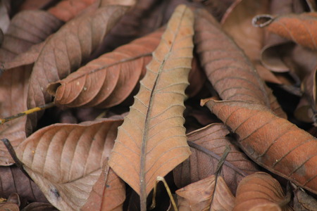 Dry leaf pileの写真素材