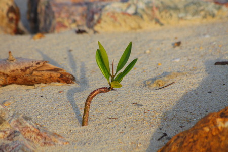 Coast seedlingsの写真素材