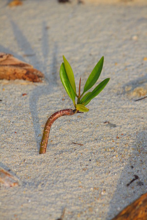 Coast seedlingsの写真素材