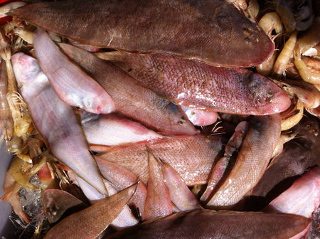 Preservation of fishingの素材