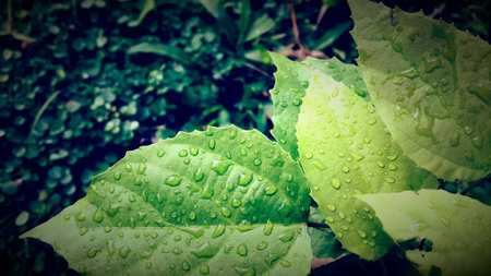 Green leaf in the morning sin light with morning dew and water drops in a meadow