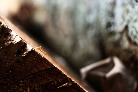 Close up of an ant on a piece of wood. Macro.の写真素材