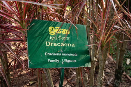 Tourist trail sign in the jungle.の写真素材