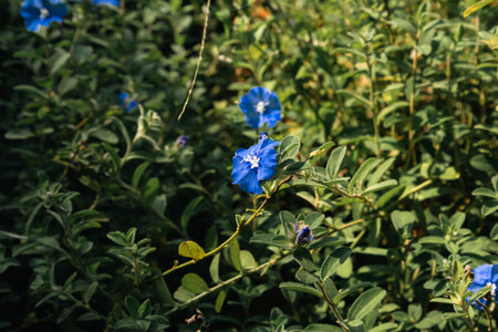Shot of flowers and little plants in natureの写真素材
