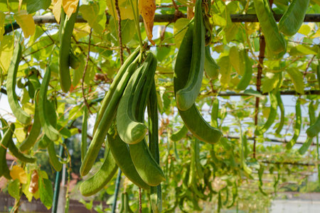 Plants and green leaf cultivation in agricultural field
