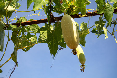 Plants and green leaf cultivation in agricultural fieldの写真素材
