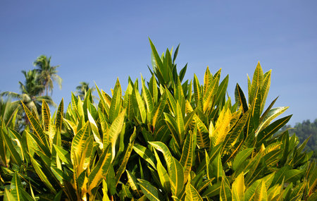 Natural green branches leafs and plants in nature