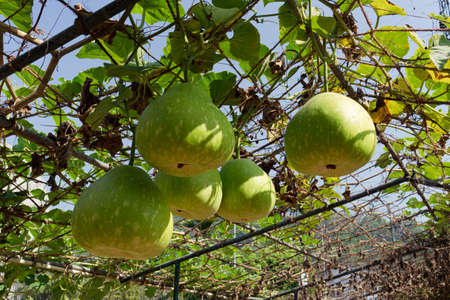 Plants and green leaf cultivation in agricultural fieldの写真素材