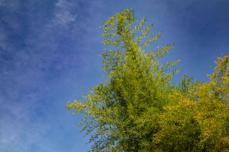 Plants and green leaf cultivation in agricultural fieldの写真素材