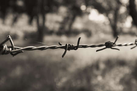 Plants and green leaf cultivation in agricultural fieldの写真素材