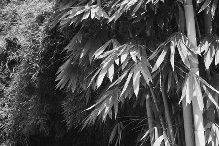 Plants and green leaf cultivation in agricultural fieldの写真素材