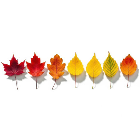 A collection of six autumn leaves arranged in a row, showcasing a gradient of fall colors. The leaves transition from deep red to bright yellow, highlighting the beauty of the autumn season.の素材