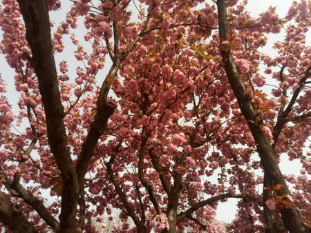 Beautiful pink sakura flowers blooming in the spring garden.