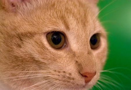 Small beautiful cat, colorful background