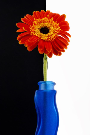 Beautiful orange flower, gerberas, in the bottle, black の写真素材