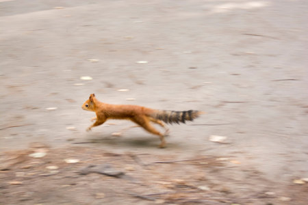 Beautiful view of a squirel on the tree blurの写真素材