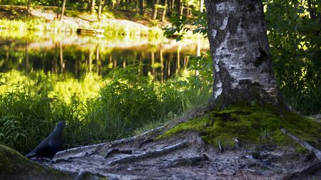 Beautiful view of the birch trees close to the river, roots, pigeonの写真素材