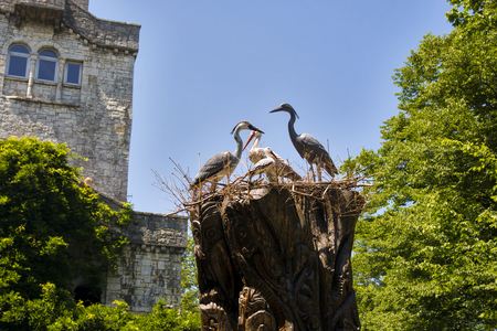 Beautiful view of storks nest, stork babiesの写真素材