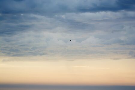 Seagull flying in the orange skyの写真素材