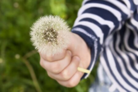 Beautiful view of baby holding a dandelionの写真素材
