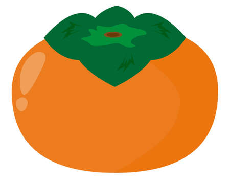 Persimmon vector illustration, autumn fruitのイラスト素材