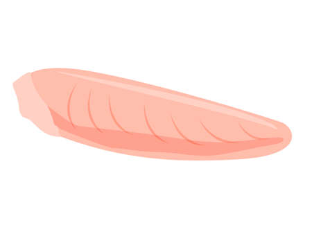 Vector illustration of chicken .のイラスト素材