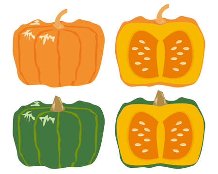 Pumpkin vector illustration, fresh vegetablesのイラスト素材