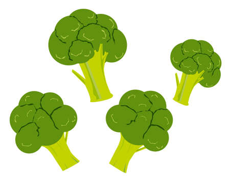 Vector illustration of broccoli .  Vegetable iconのイラスト素材