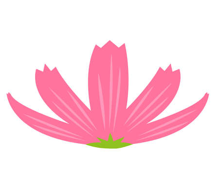 Vector illustration of cosmos flowers blooming in autumn .のイラスト素材