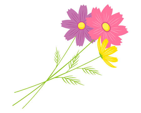 Vector illustration of cosmos flowers blooming in autumn .のイラスト素材