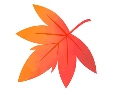 Red Japanese maple leaves on white backrgound.のイラスト素材