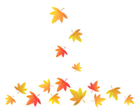 Red Japanese maple leaves on white backrgound.のイラスト素材