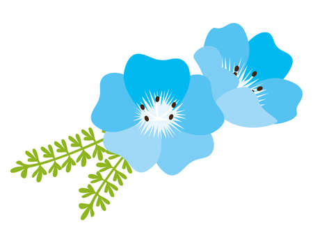 Vector illustration of blue flowers. Nemophila. Background.のイラスト素材