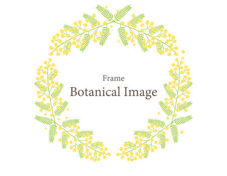 Vector illustration of mimosa.ãAcacia .のイラスト素材
