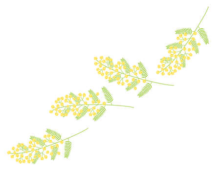 Vector illustration of mimosa.ãAcacia .のイラスト素材