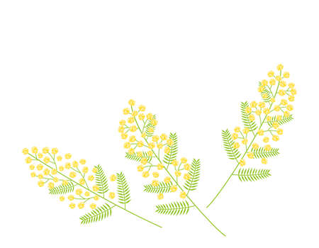 Vector illustration of mimosa.ãAcacia .のイラスト素材