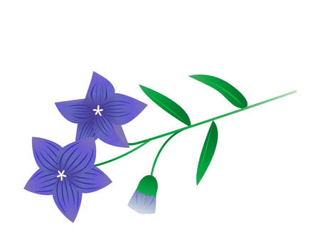 Vector illustration of bellflower flowers. Blooming flowers.のイラスト素材