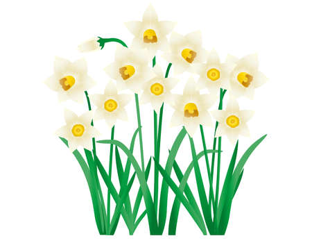 Vector illustration of white daffodils. Blooming flowers. narcissus .のイラスト素材