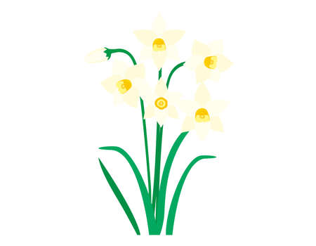 Vector illustration of white daffodils. Blooming flowers. narcissus .のイラスト素材