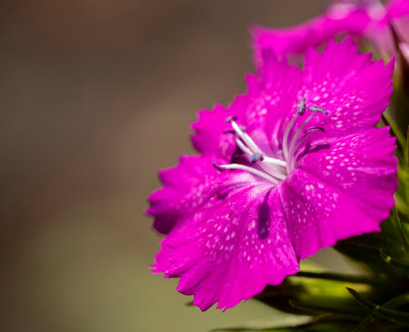 Close up of pink carnation flower (Dianthus barbatus)の写真素材