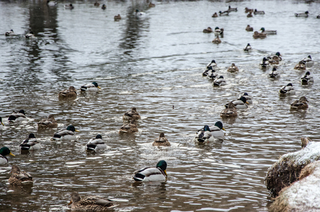 In a cold winter pond floats a flock of ducks and drakes, in search of food and rest.の写真素材