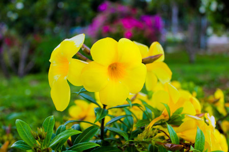 Allamanda Flowerの写真素材