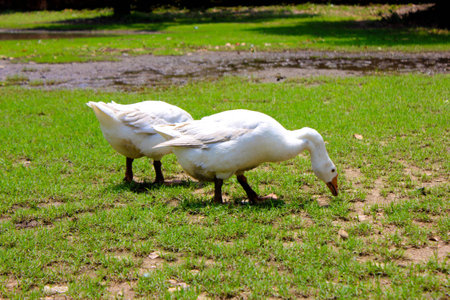 gooseの写真素材